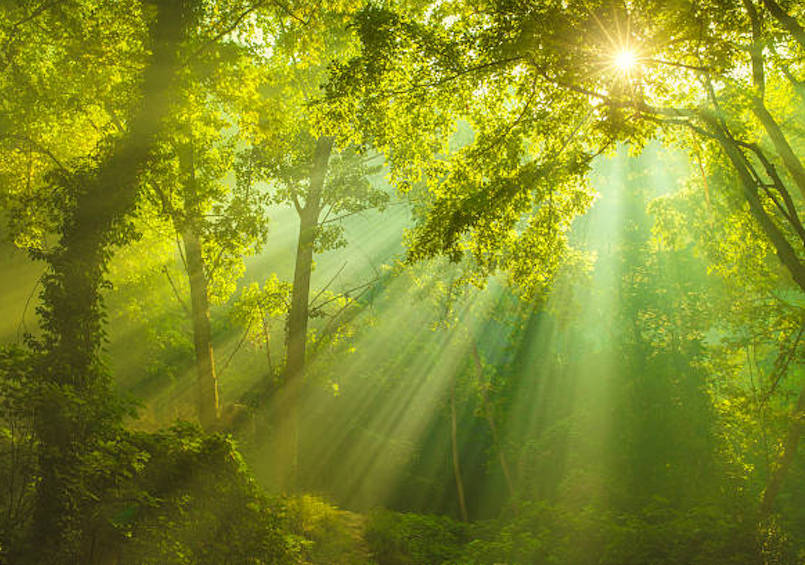 Rays Of Sunlight And Green Forest